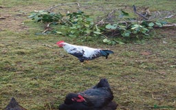 Chickens poultry for sale: Cockerel for good home - Image 1