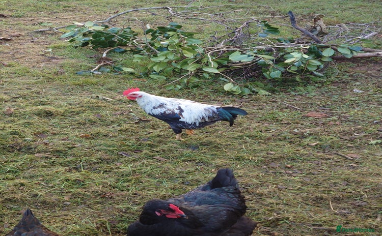 Chickens poultry - Advert 5