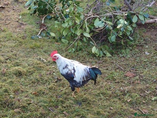 Chickens poultry - Advert 4