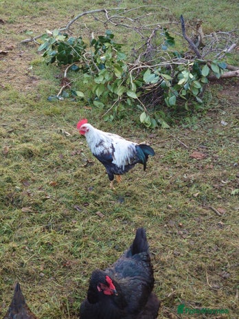 Chickens poultry - Advert 5