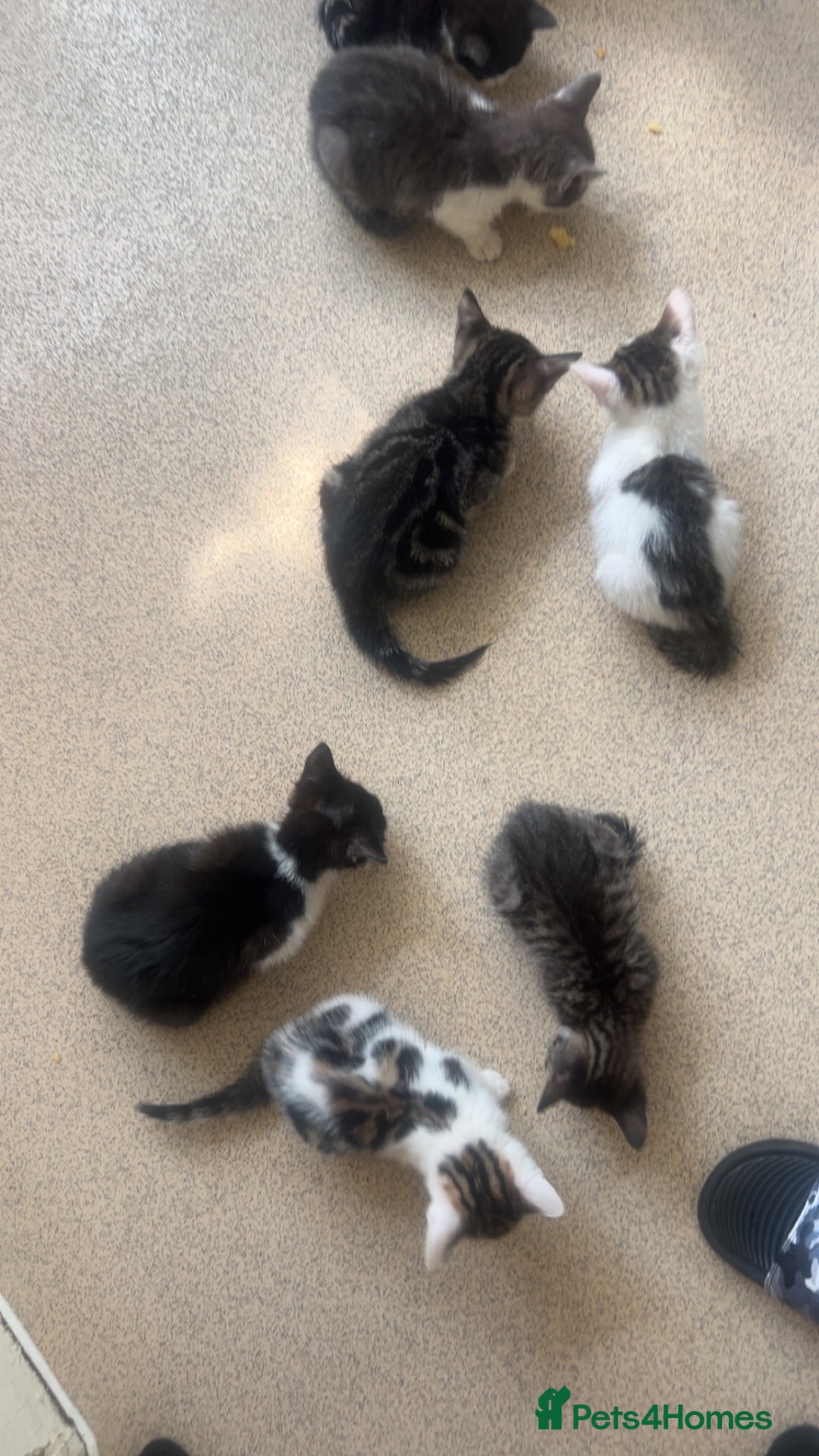 Bengal cats for sale: Very friendly kittens for sale  - Image 5
