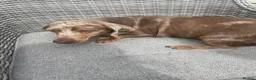 Miniature Dachshund dogs for sale: 3 dapple girls for sale  - Advert 11