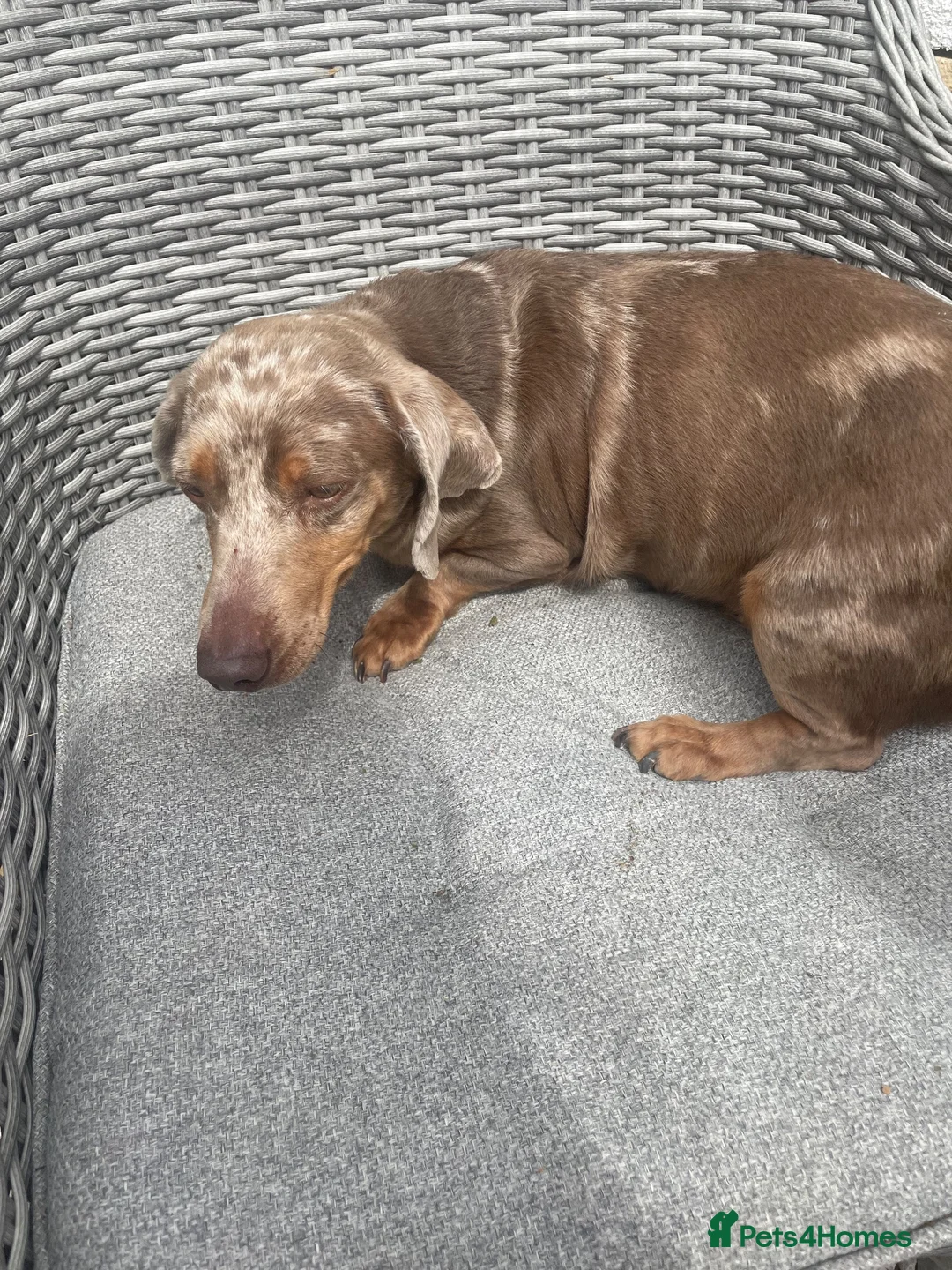 Miniature Dachshund dogs for sale: 3 dapple girls for sale  - Advert 11