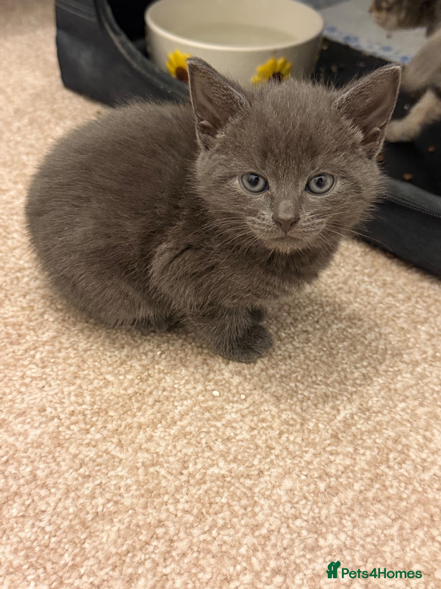 Mixed Breed cats Kittens  - Advert 18