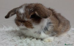 Mini Lop rabbits for sale: Vaccinated Min Lops-please read advert. - Image 3