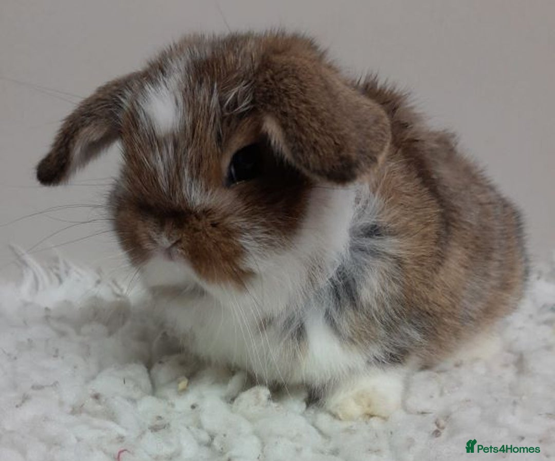 Mini Lop rabbits for sale: Vaccinated Min Lops-please read advert. - Image 3