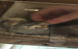 Budgerigars birds for sale: Baby Budgies In Warlingham (Ready 10th August) - Image 8