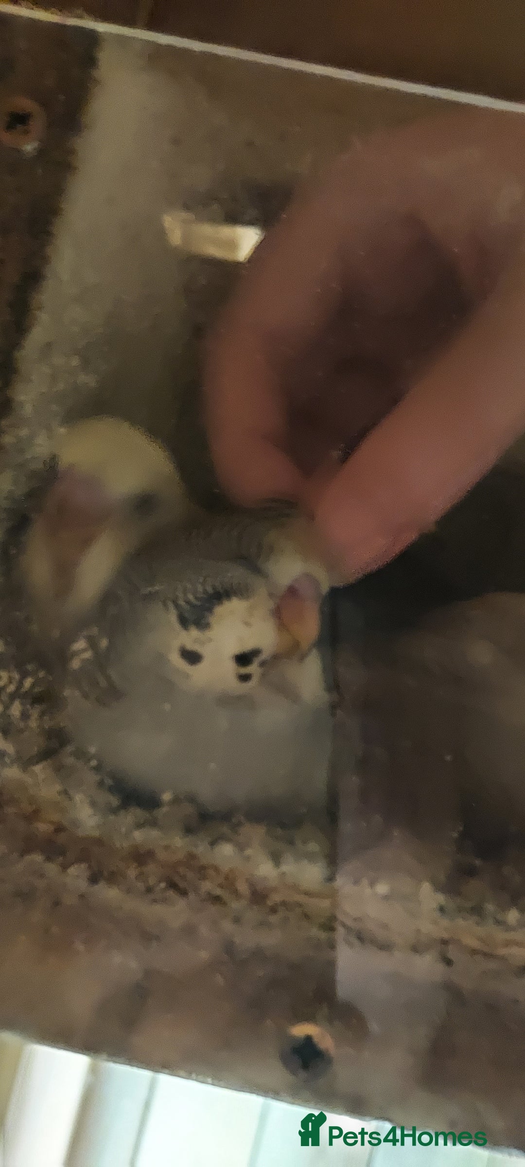 Budgerigars birds for sale: Baby Budgies In Warlingham (Ready 10th August) - Image 8