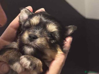 Morkie dogs - Advert 1