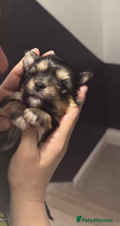 Morkie dogs - Advert 1