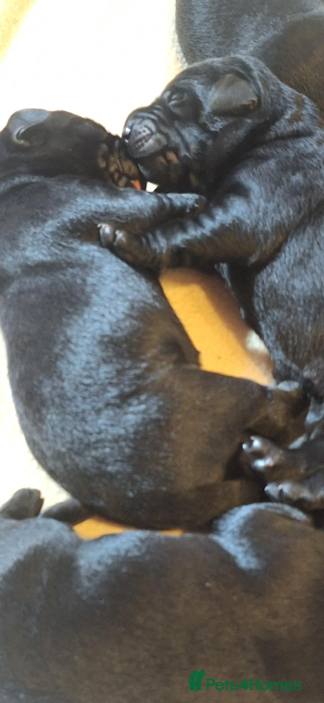 Labrador Retriever dogs for sale: Labrador Pups from Championship Lines - Advert 2