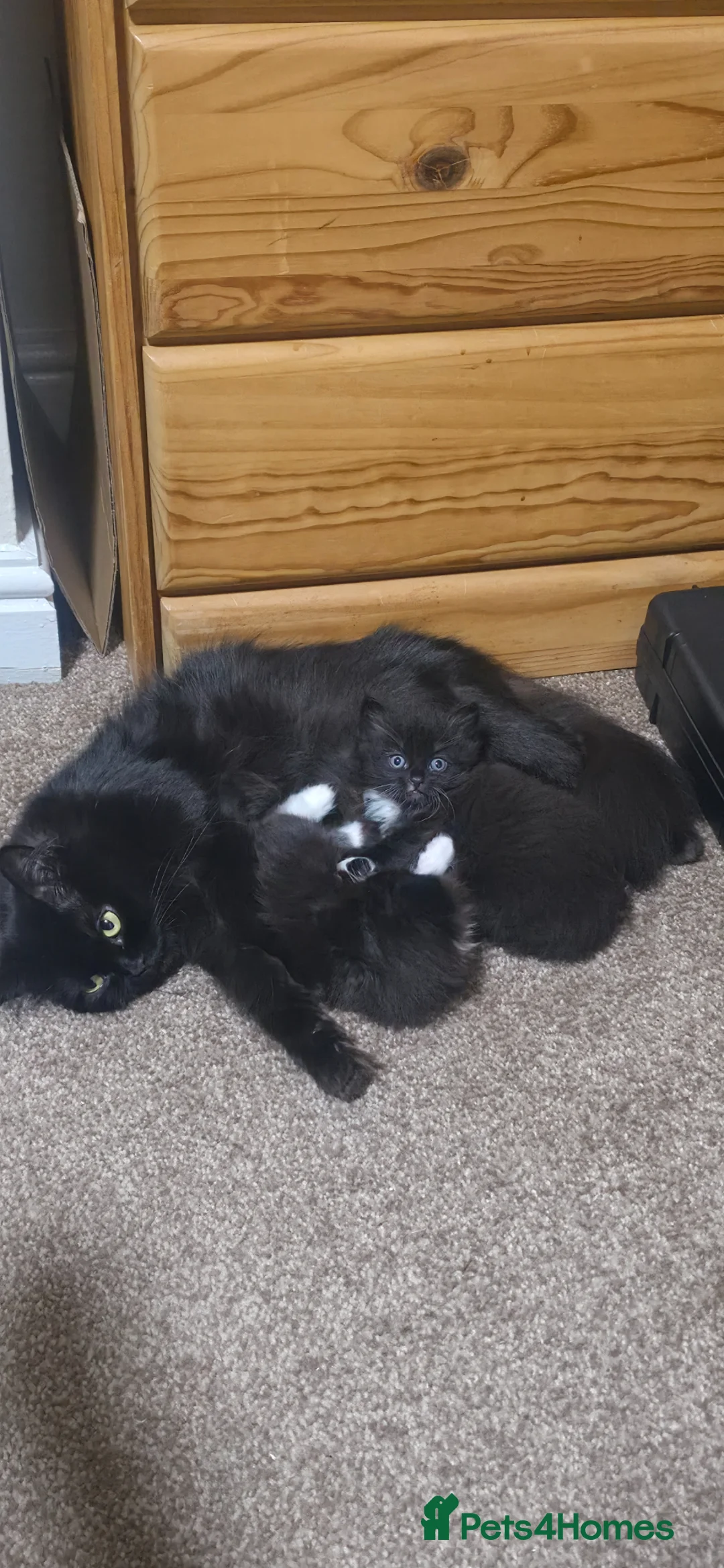 Mixed Breed cats for sale: Lovely Persian Mix kittens in Liverpool - Advert 2
