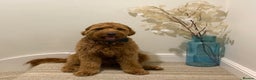 Australian Labradoodle dogs for stud: Australian Labradoodle - Fully Tested, Top Lines - Advert 6