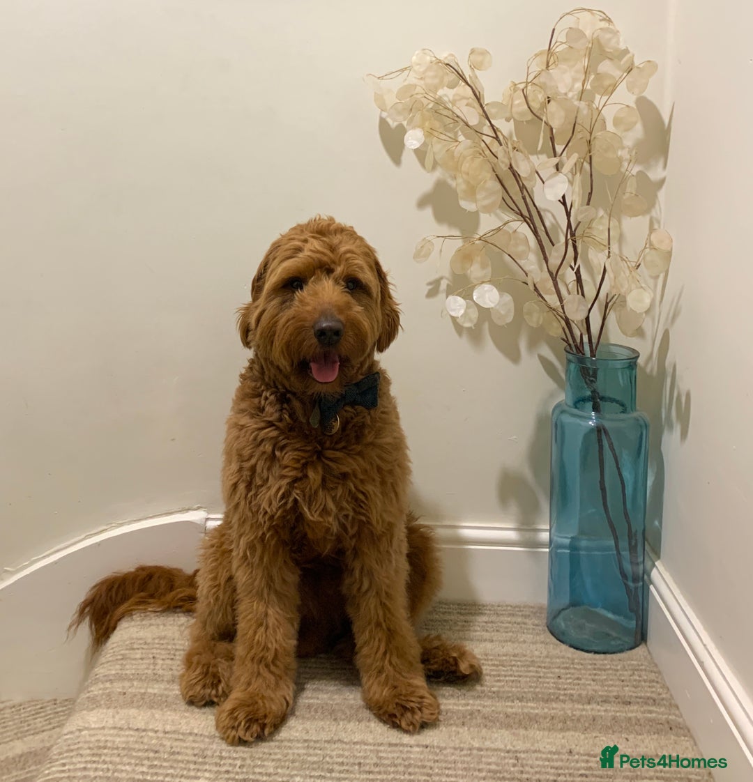 Australian Labradoodle dogs for stud: Australian Labradoodle Stud – Excellent Bloodlines - Image 3