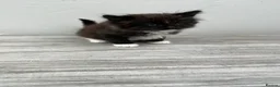 Mixed Breed cats for sale: 5 beautiful long haired kittens  - Advert 4