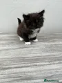 Long haired boy ( purple collar)