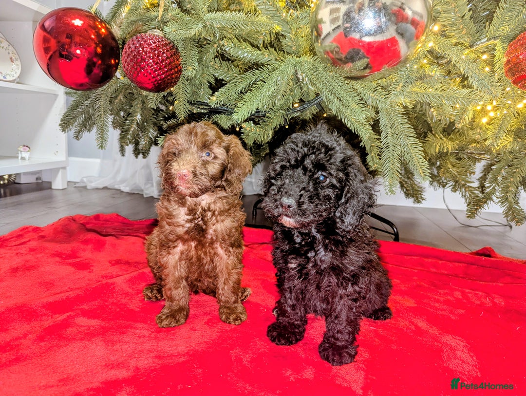 Cockapoo dogs for sale: 🐶 3 Left- Ready to Leave 🐶 - Advert 2