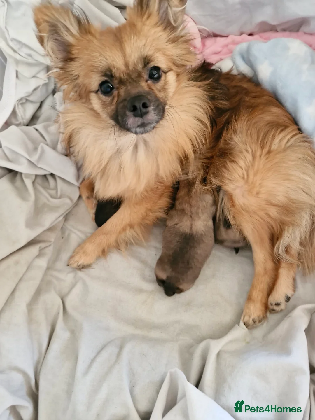 Pomchi dogs for sale: Three Beautiful Pomchi Puppies in Aylesbury - Advert 3