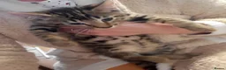 Bengal cats for sale: Bengal kittens - Advert 6