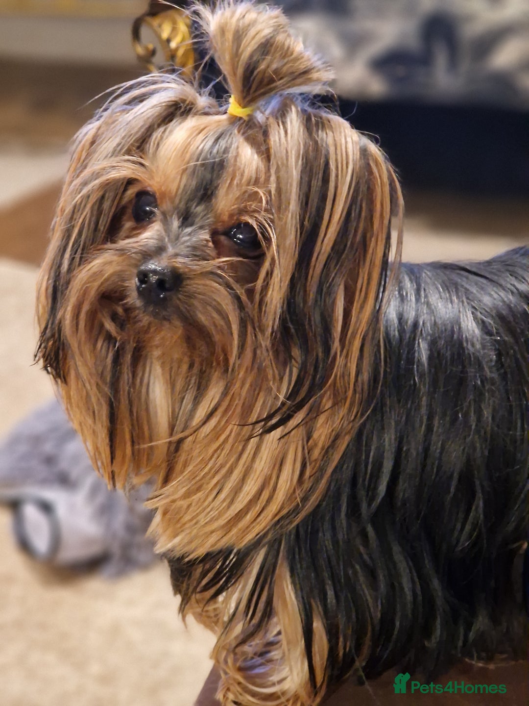 Yorkshire Terrier dogs for sale: Hello we got 2gorgeous puppies for sale - Advert 1