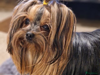 Yorkshire Terrier dogs Hello we got 2gorgeous puppies for sale - Advert 1