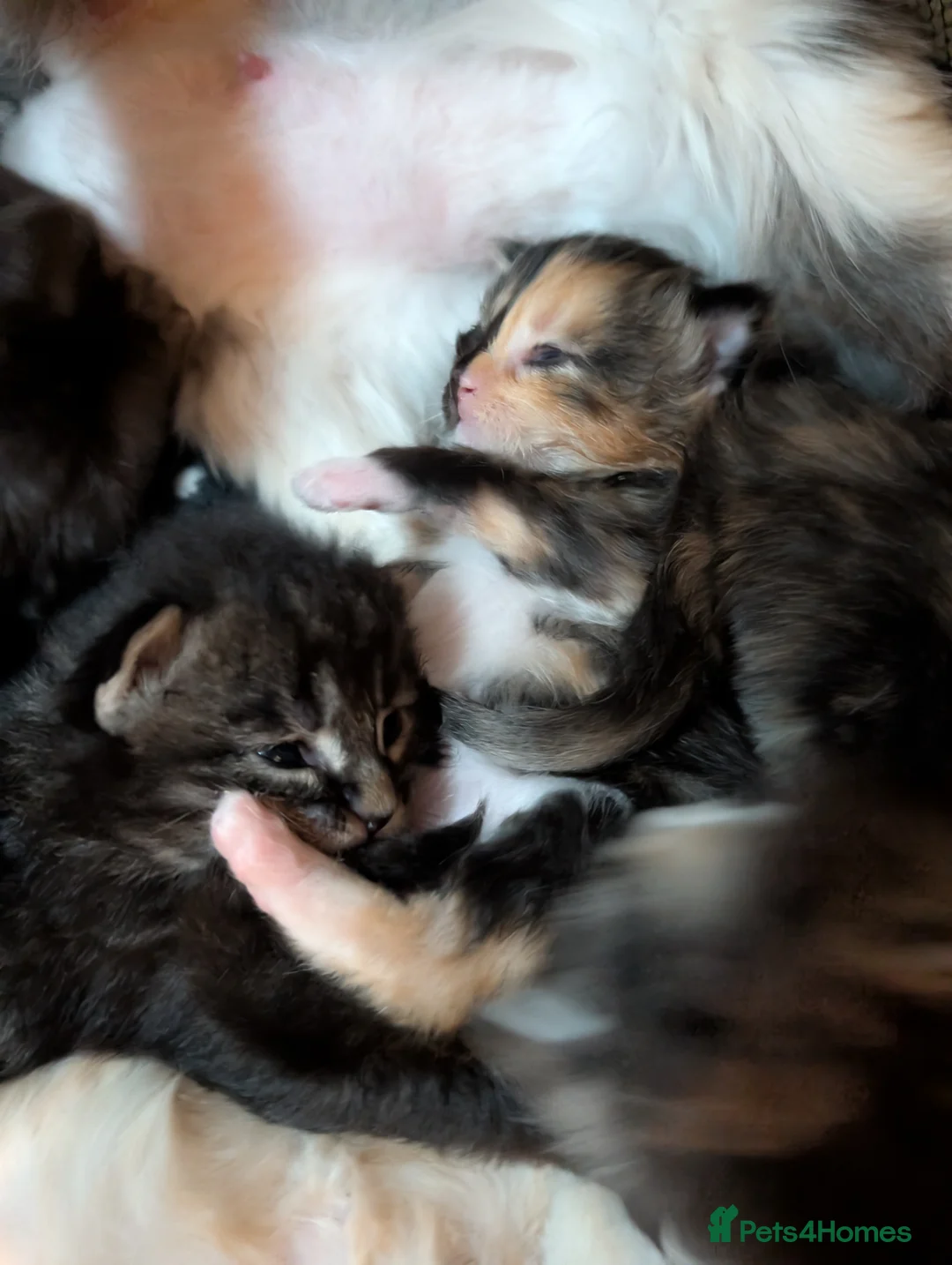 Maine Coon cats for sale: Stunning GCCF registered Maine Coon Kittens  - Advert 13