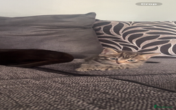 Mixed Breed cats for sale: Two male kittens for sale  - Image 9