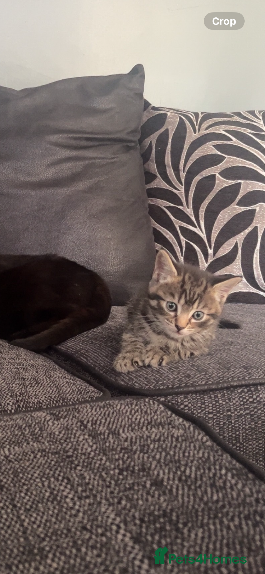 Mixed Breed cats for sale: Two male kittens for sale  - Image 9