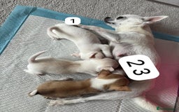 Chihuahua dogs for sale: Gorgeous full chihuahua pups  - Image 11