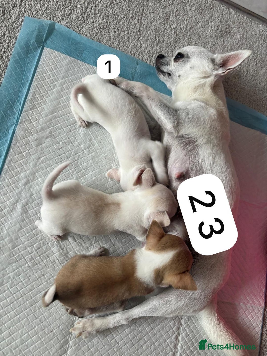 Chihuahua dogs for sale: Gorgeous full chihuahua pups  - Image 11