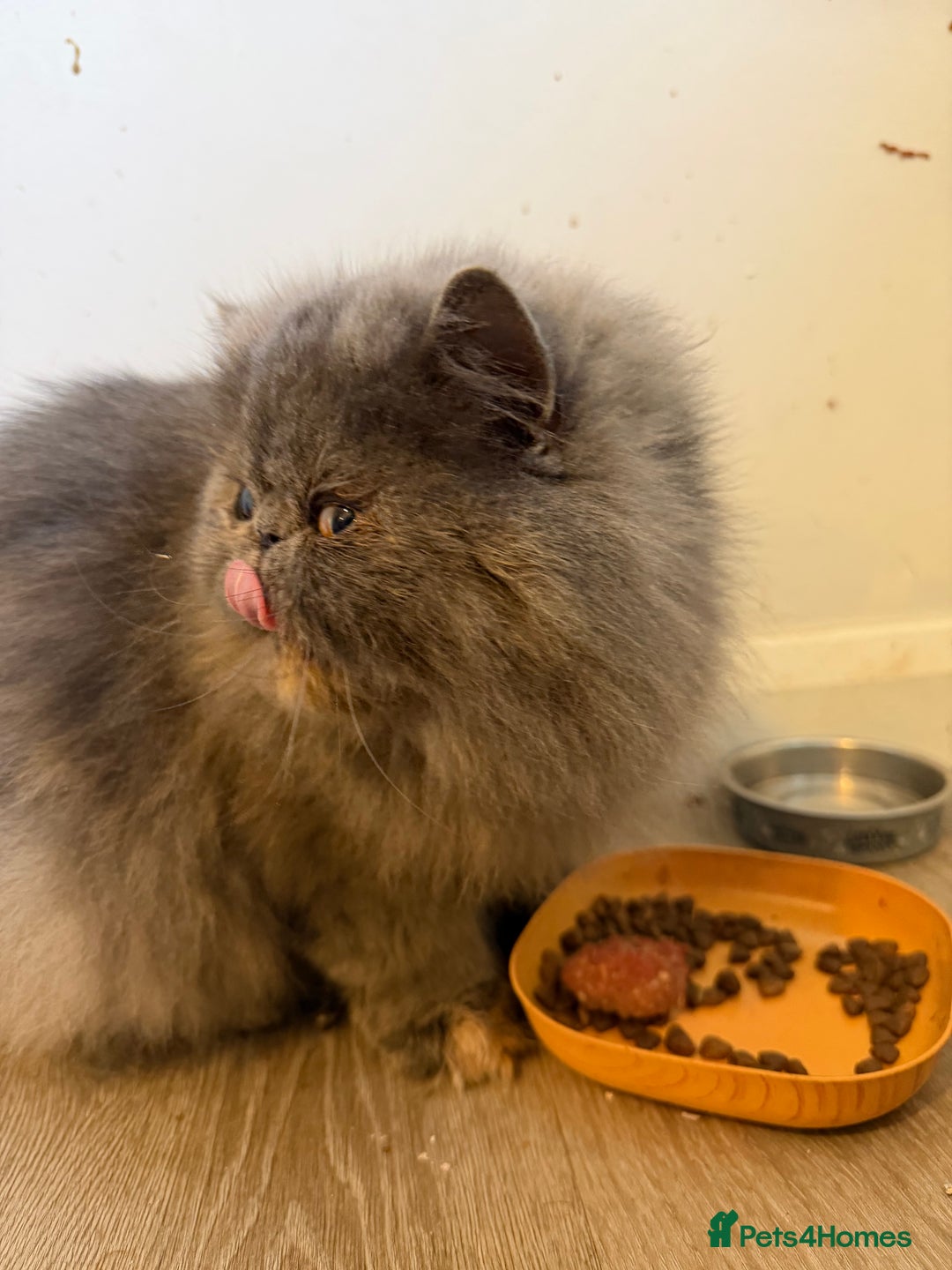 Persian cats for sale:  Persian Queen-Active. American Bloodlines, GCCF. - Advert 6