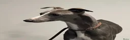 Whippet dogs for sale: ❤️ BEAUTIFUL BLUE WHIPPETS KC REGISTERED❤️ - Advert 5