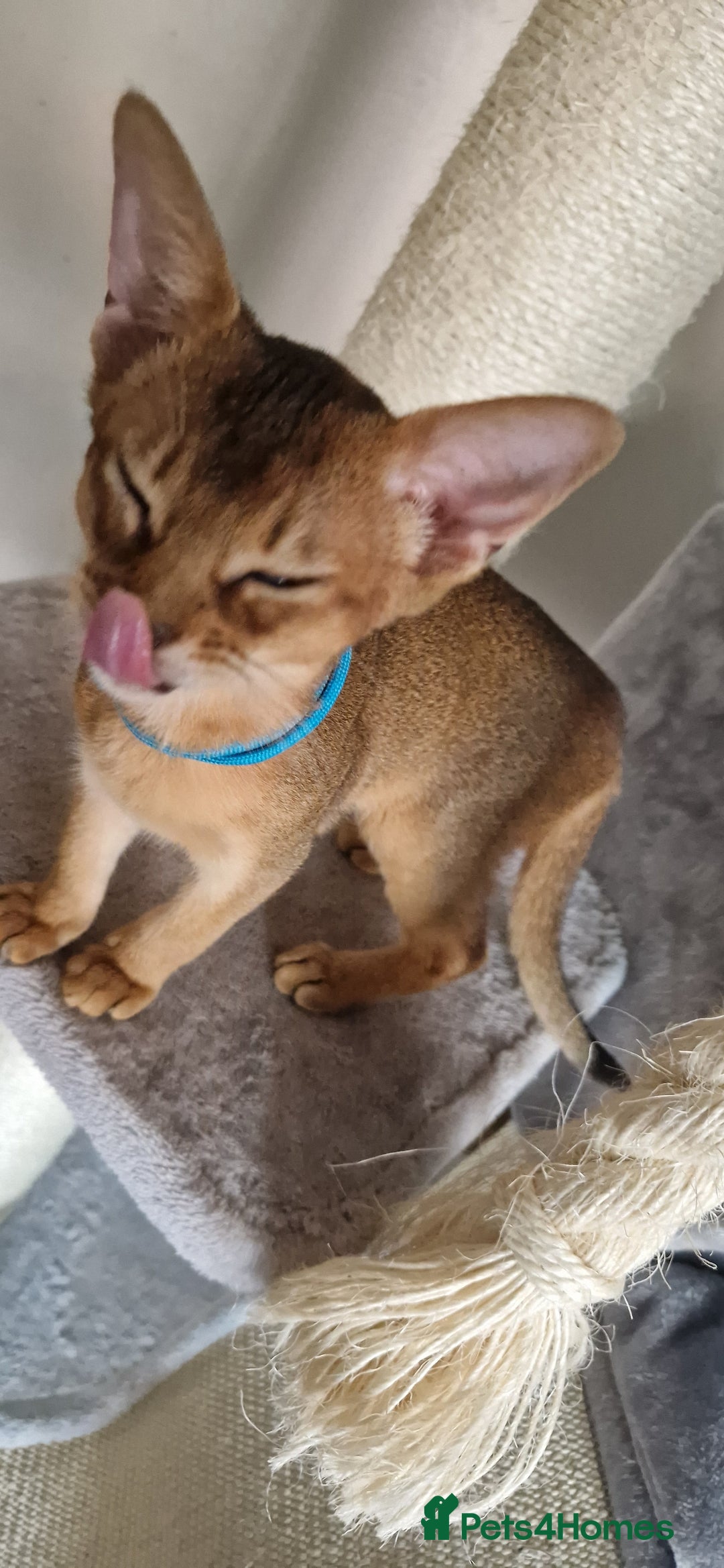 Abyssinian cats for sale: Pure Abyssinian kittens ❤️Ready to go 😍  - Image 34