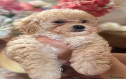 Maltipoo dogs for sale: BEAUTIFUL MALTIPOO PUPPIES READY TO GO! - Image 3