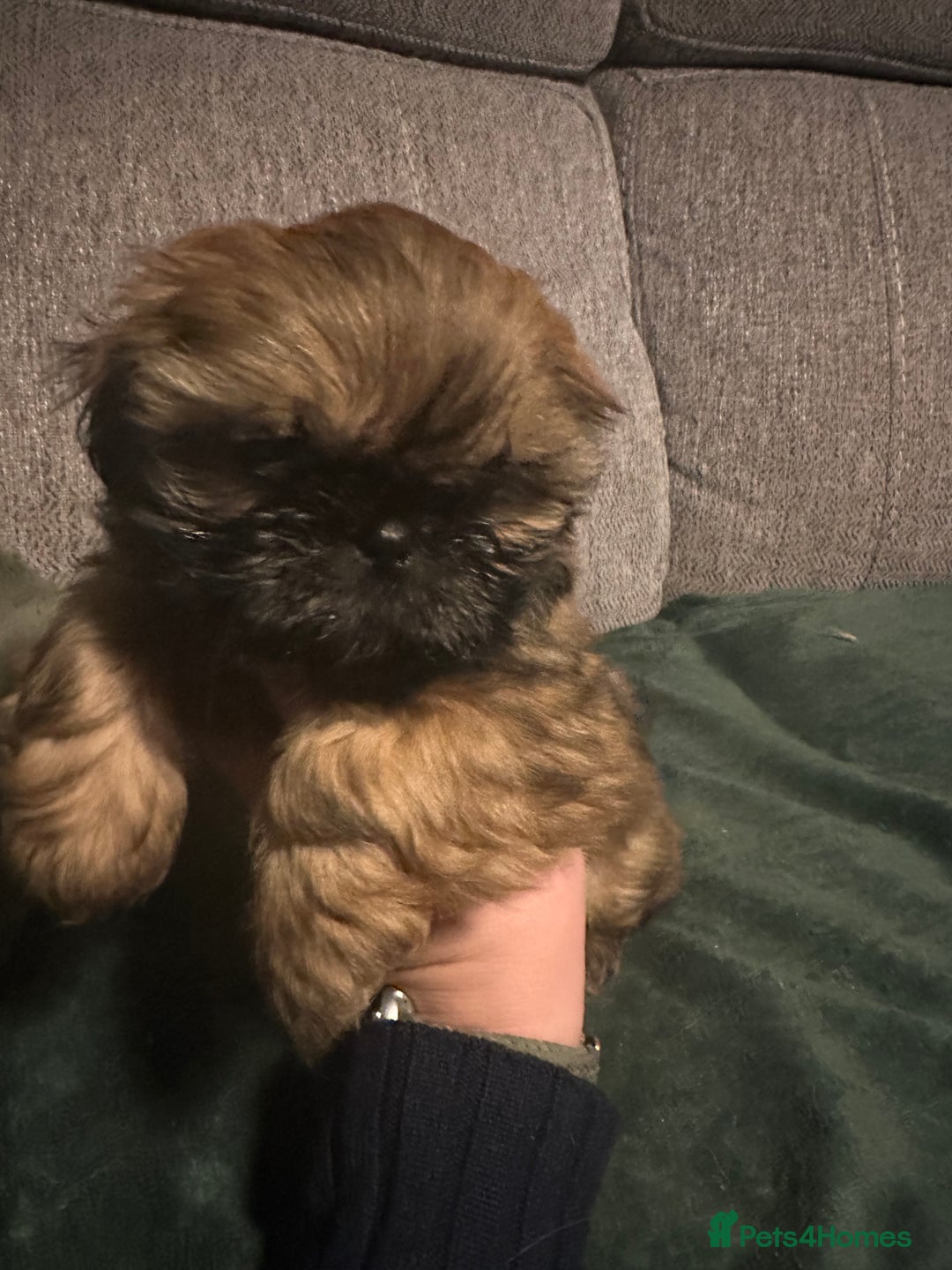 Shih Tzu dogs for sale: Ready to leave- imperial Shih Tzu - Image 1