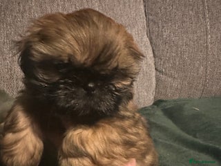 Shih Tzu dogs - Advert 1