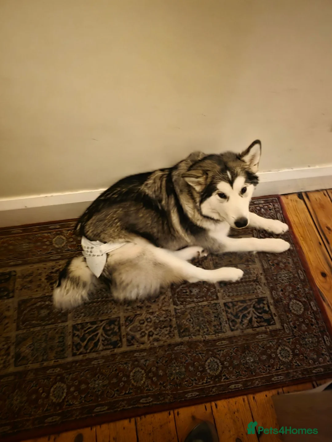 Alaskan Malamute dogs for sale: Female alaskan malamute  in Derby - Advert 4