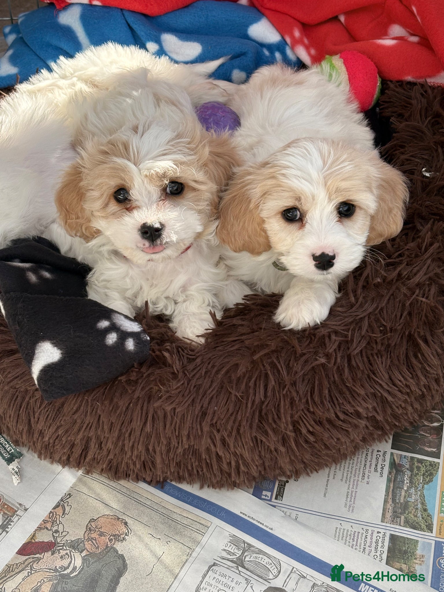 Cavachon dogs Cavachons - Advert 10