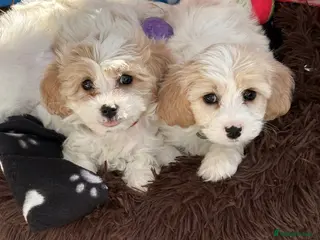 Cavachon dogs Cavachons - Advert 10