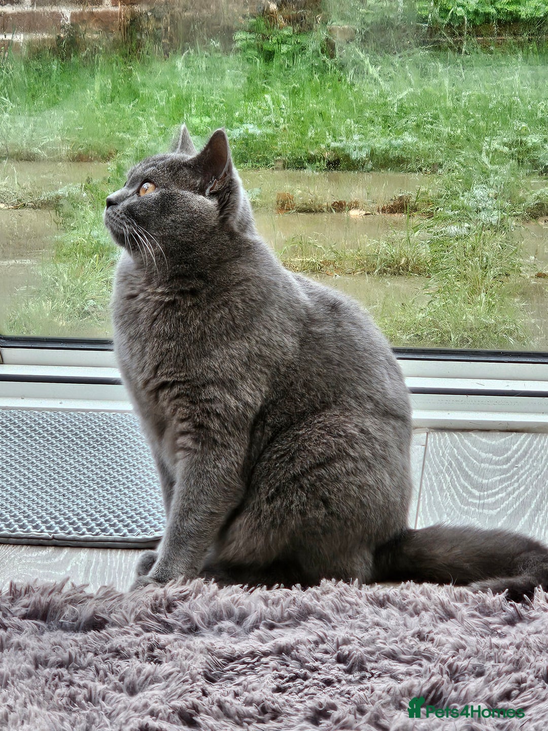 British Shorthair cats for sale: BRITISH SHORTHAIR KITTEN MALE AND FEMALE - Advert 7