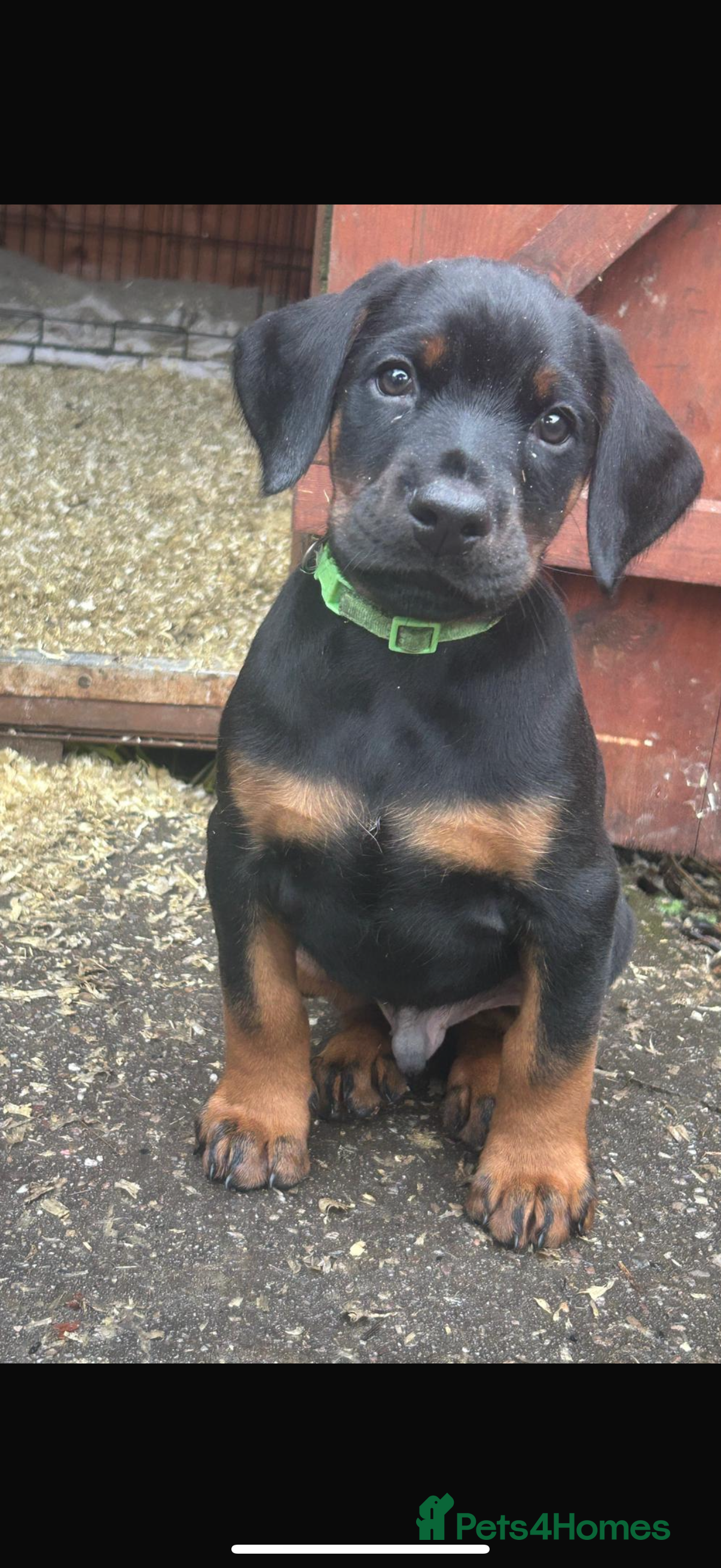 Dobermann dogs Stunning Top/Best Bloodline Dobermanns For Sale* - Advert 18