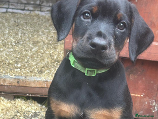 Dobermann dogs Stunning Top/Best Bloodline Dobermanns For Sale* - Advert 7