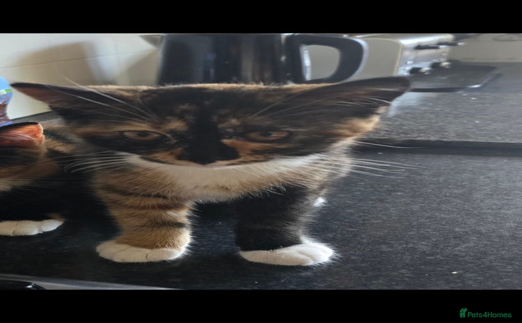 Maine Coon cats - Advert 2