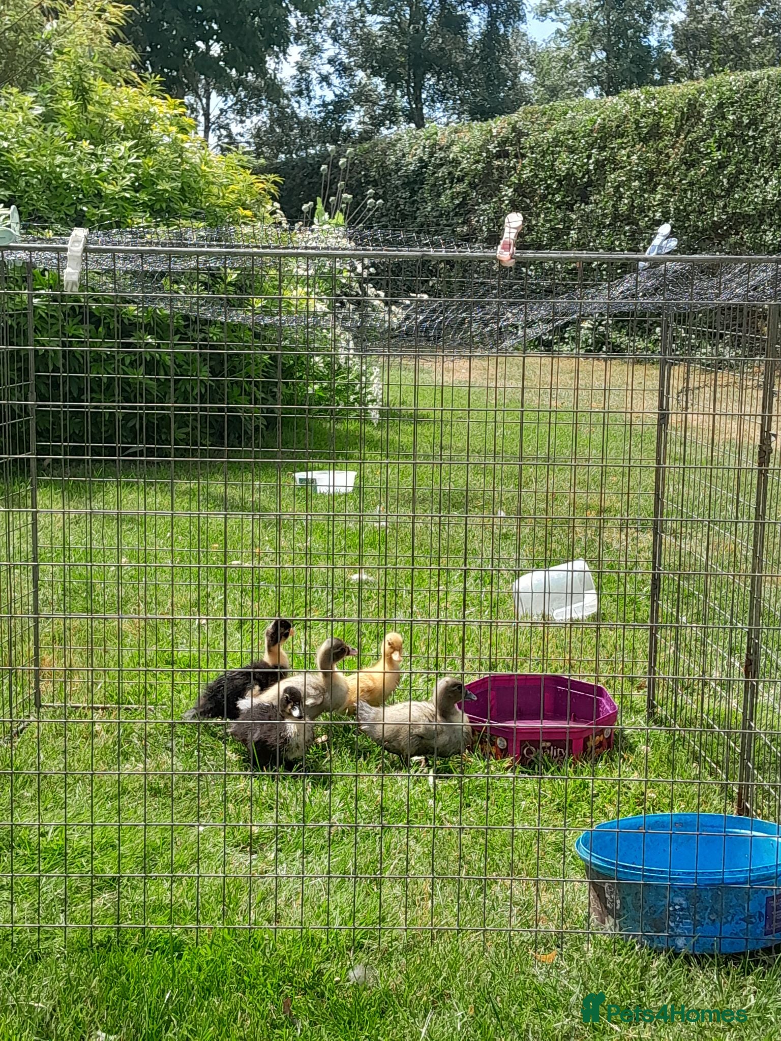 Ducks poultry 5 little ducklings runner cross call duck - Advert 2
