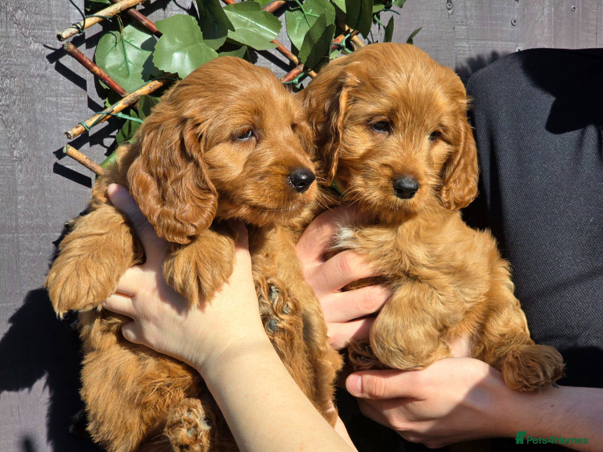 Cockapoo dogs ✨Beautiful F1 Cockapoo Puppies✨ Leeds📍 - Advert 1