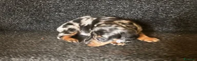 Miniature Dachshund 1