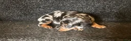 Miniature Dachshund dogs for sale: Rare Silver & Chocolate Dapple Miniature Dachshund in Seaton - Advert 3