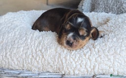 Cocker Spaniel dogs for sale: KC Registered Cocker Spaniels ready for Christmas - Image 13