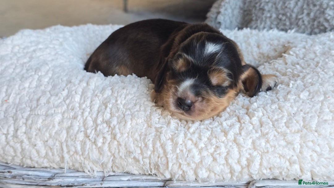 Cocker Spaniel dogs for sale: KC Registered Cocker Spaniels ready for Christmas - Image 13