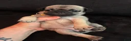 Pug dogs for sale: Beautiful Pug Puppies for Sale - Advert 6